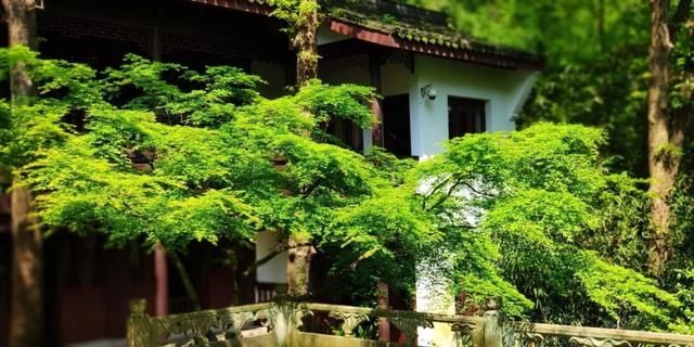  『翠色』翠色参天叶七出，这样的虎跑清新又灵动~