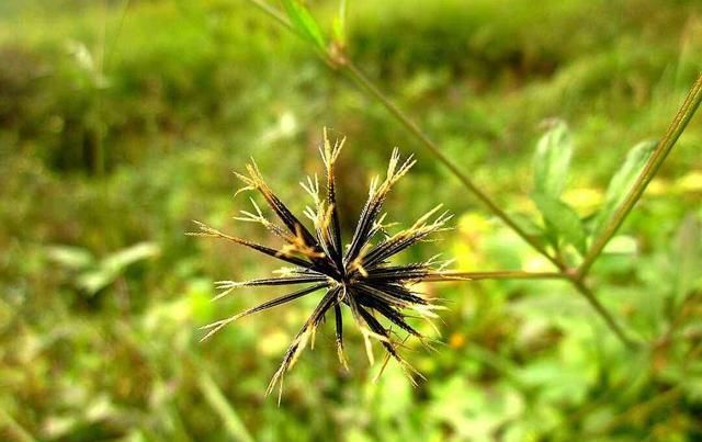  「鬼针草的叶」野外一种草烦人得很,长得丑还黏人,其实作用还不少