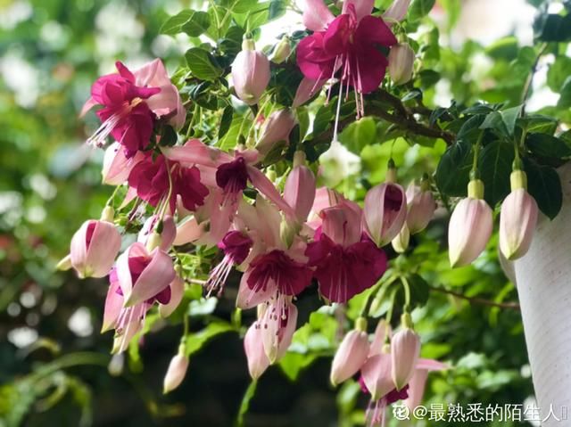 『光照』30种耐阴花,室内光照不佳,也能全年开花