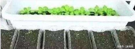  [营养]“废油桶”当花盆用来种辣椒，7天就发芽，1个月丰收，能吃2个月