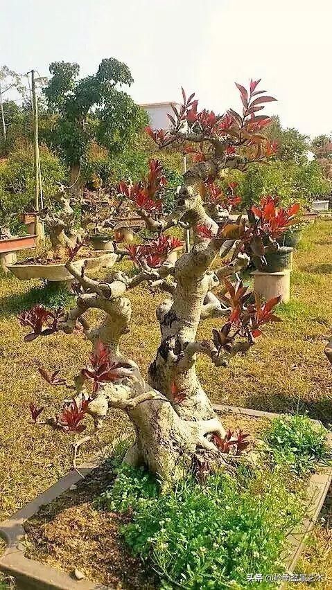红牛盆景，牛气冲天！