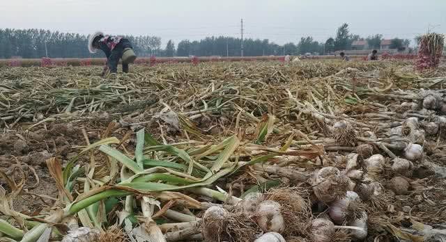 土地“退出潮”没结束，“退租潮”又来了，咋回事？老农说出实情