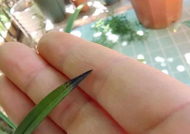  「明白」想知道你的兰花生了什么病？看看叶子尖就明白了