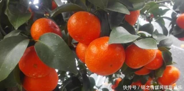  【消费】砂糖橘行情低迷，果农说百家果拉低价格了，你觉得呢？