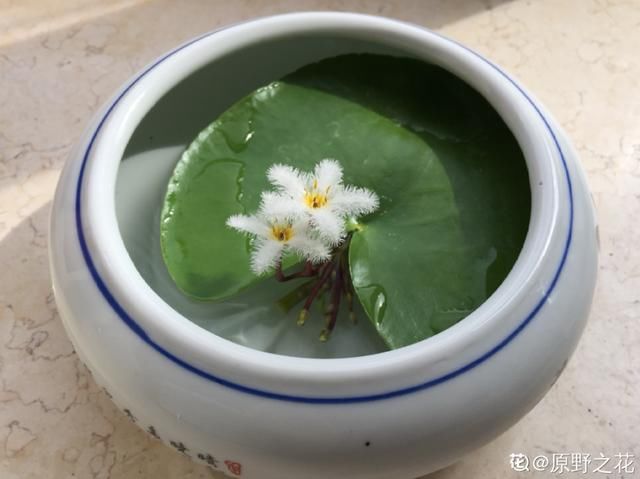 『简直』只用水不用土的植物，一片叶子就开花，简直太神奇了！