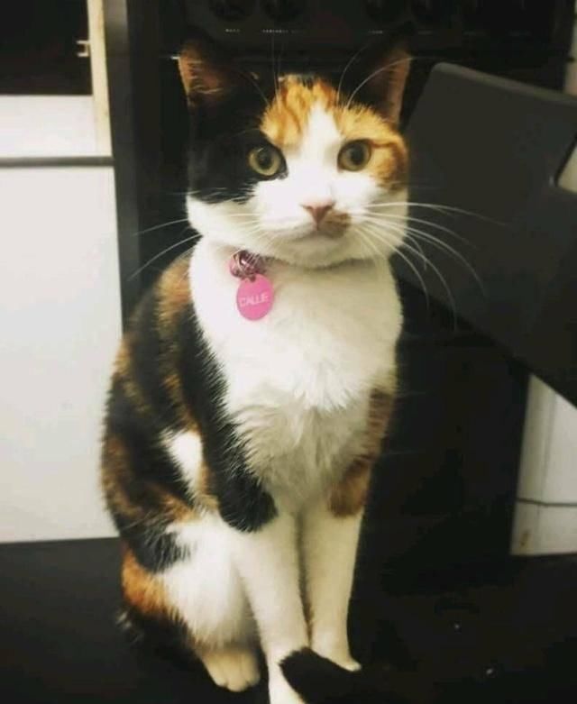 『猫咪皮毛』三花猫几乎都是母猫，这是都市传说，还是真实存在的现象呢