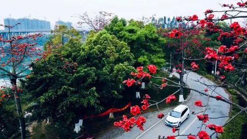  花瓣上的雨■来宾木棉花又开，惊艳了谁的时光？