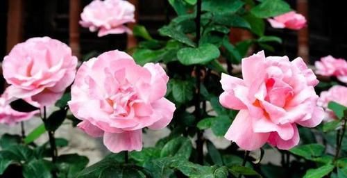  会频繁■封闭阳台养月季，容易养成“病秧子”，提前打个“预防针”很关键
