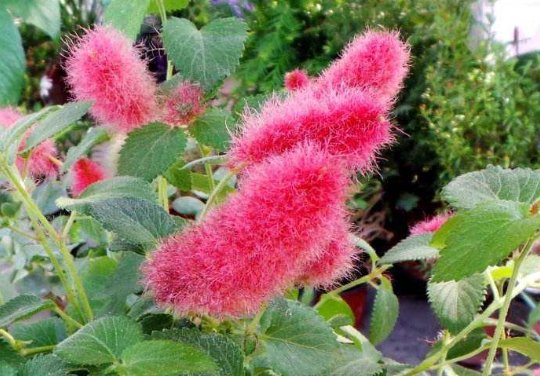『美轮美奂』阳台养这几款植物,耐旱易打理,花色美如胭脂,花开美轮美奂,艳