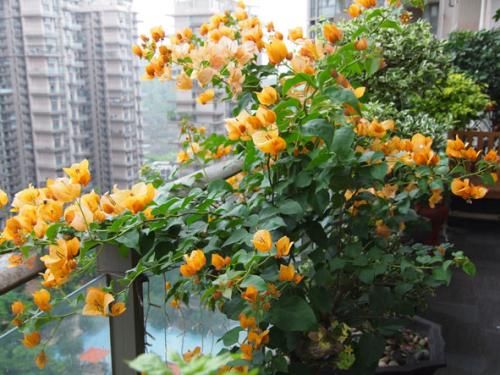 『人人』阳台养花选它,一年四季都开花,阳台变成小花园,人人看了都羡慕