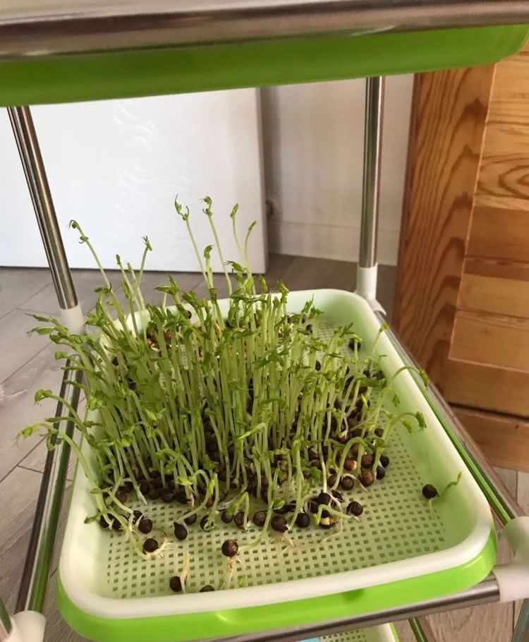  斗室：适应新常态，在斗室中自得其乐
