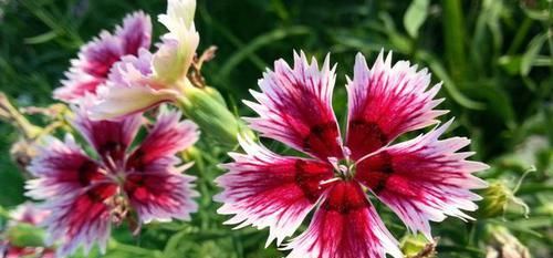 「不妨」觉得花卉开花很难?不妨尝试一下此三种,花大色艳爆盆简单,好养