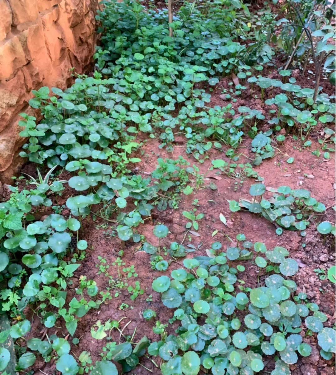  【慎养】这花要慎养，每年砍掉3麻袋，照样蹭蹭长！