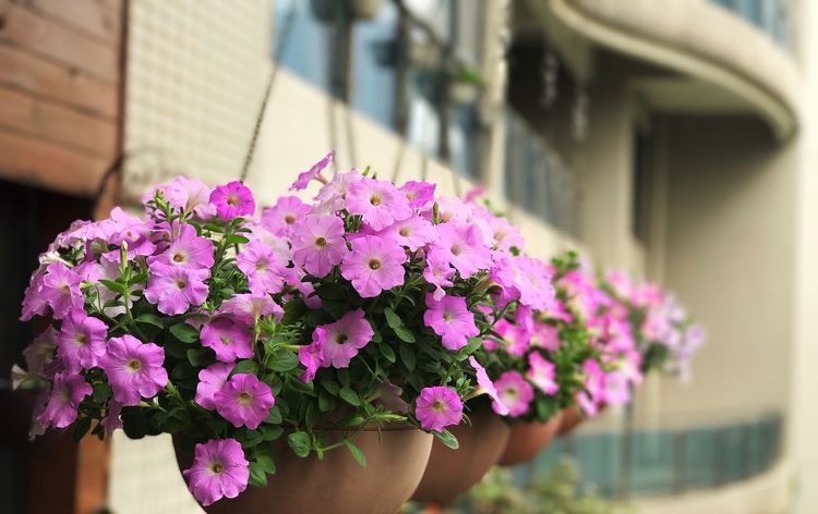  枝繁叶茂@养花就养这四款，全年开花不停，花色艳丽，花开枝繁叶茂，美