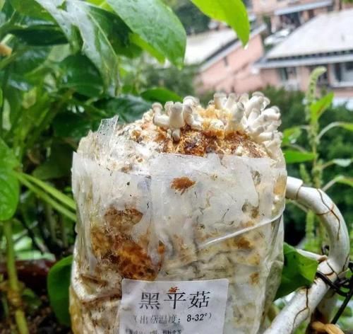  [家里]家里阳光差，试着养盆它，不但长的快还能吃！