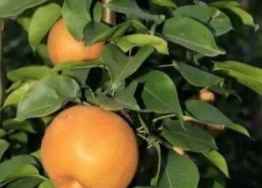 2万斤梨遇滞销，比市场价便宜1块钱仍卖不出去，农户心急如焚