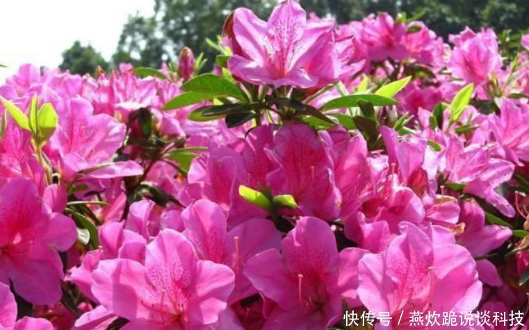 「春天」春天就养5种花,好养又漂亮,花团锦簇,人见人爱!