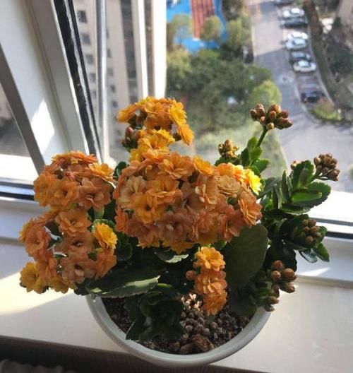  长寿花的花■长寿花开败了，剪剪枝，晒足太阳，喂点“薄肥”，还能接着开