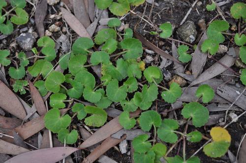 这种杂草之前在农村随处可见，现在还得20元一斤，但是很少见了