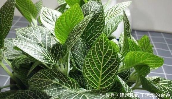究竟:风靡一时的网纹草,究竟该怎样种植呢?