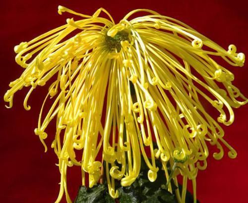  「飘垂」喜欢菊花，就养盆“菊中精品”盘龙金鹭，似金丝飘垂，秀雅清香