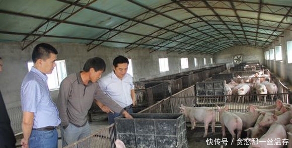  「规模」在未来养猪业中，散养户仍是不可忽视的中坚力量