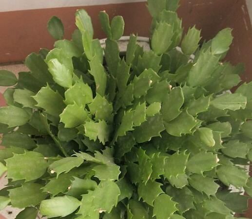  『花儿』养蟹爪兰，注意这一点，新叶蹭蹭长，花苞不停冒，花儿开成团