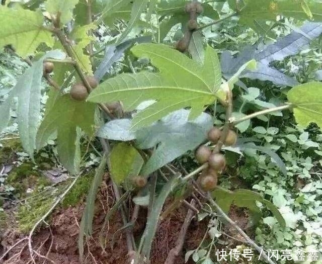  「植物」1种珍贵的“野草”，叶片像“手掌”，人称“五指毛桃”，奇特！