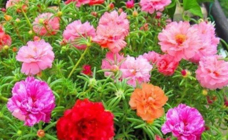  不间断的开@养花就养这几款,花姿妖娆,四季繁花似锦,姿色艳丽