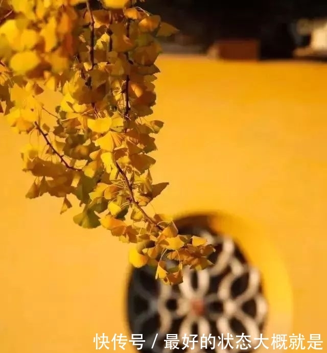 佛音袅袅，金黄满地，银杏配古刹，绝美！
