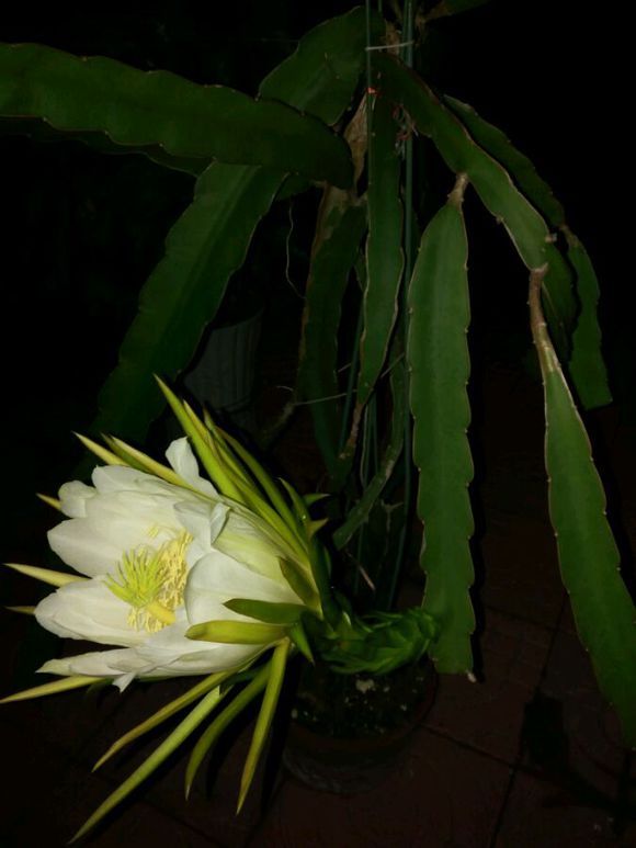 火龙果开花快比胳膊长了,结的果子还没手指大