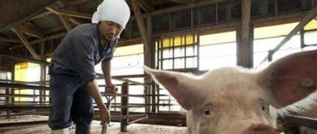  居民区@农村居民区宅基地可以养猪吗？看完就明白了！