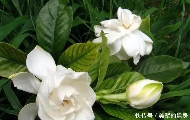  时间|栀子香气清香恬淡，眼下正是养护关键期，这几点要做好