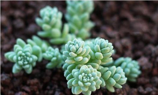  「美爆」阳台养此款植物，似优雅莲座，娇柔优雅，花开美轮美奂，美爆了