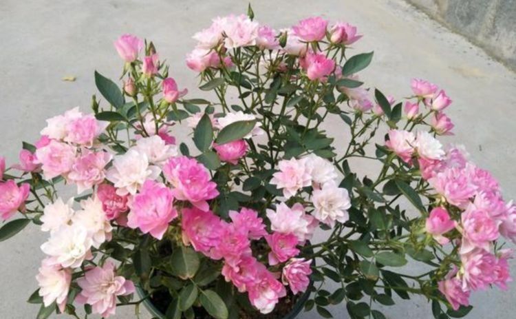  『天荷繁星』此花，花型很独特，开放时和莲花很相似。
