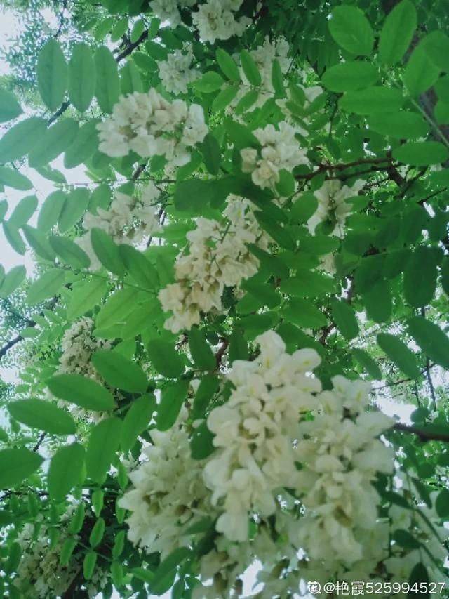  开出漂亮■阳春三月，出门踏青，原来有这么多漂亮花！