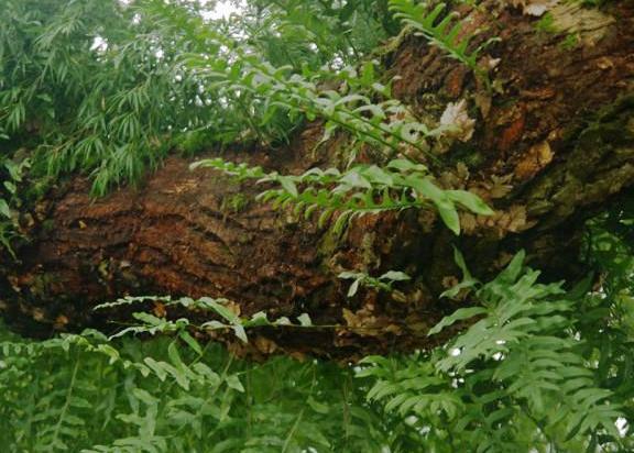 树上有种植物叫“骨碎补” ，农民常用来煲汤，嚼一嚼能缓解牙疼