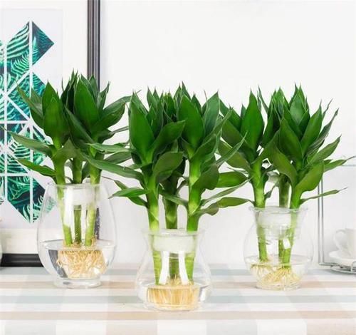  『自带』这“3种”植物，自带“贵气”，再贵也要养1盆，能“旺运”！