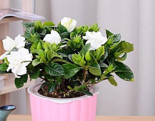 『盆栽』几年的栀子花盆栽黄叶掉叶僵苗还不开花怎么办,不重视还要求开花