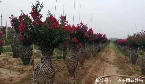  世界：造型紫薇'观音花瓶'开花盛景，真是一花一世界，一岁一枯荣