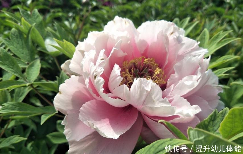 【土里】生活喜欢的2种高价花来说,只要折根5cm的的根插土里就能生根
