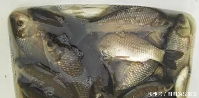专攻|专攻大鲫鱼的2款特制饵料,上鱼速度真快其他统统靠边站