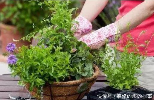  『喜欢水』你要的养花知识全在这里，学会了你就是养花高手，你了解多少