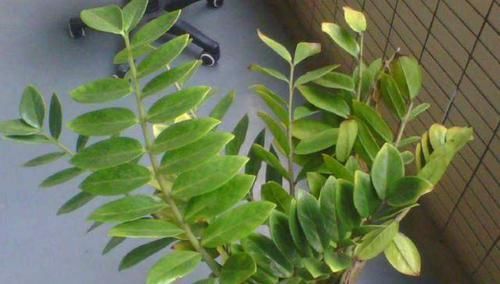  扦插：此种花1次种植，年年有花赏，跟着学扦插，做好3点阳台变花园
