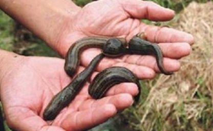  「蚂蝗」“年年被骗”年年养！农民养这3种东西“必赔”！怎么就