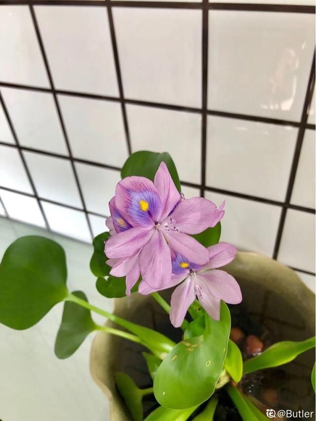 「得像」急性子就养铜钱草,俩月爆满整个家,多得像生物入侵