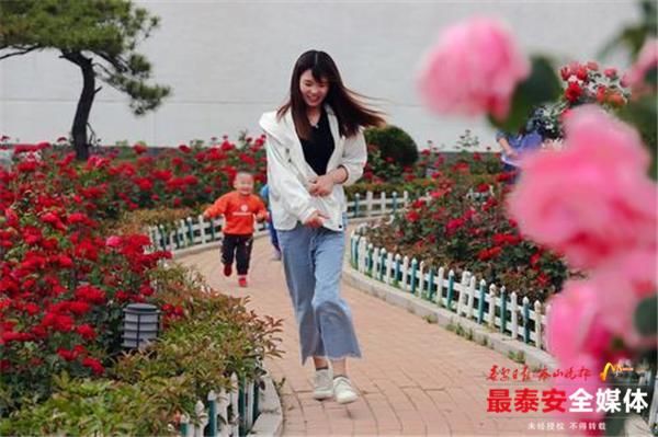  『广场』两万余株月季花开香满广场！闻着花香、话家常，村民心里更敞亮了