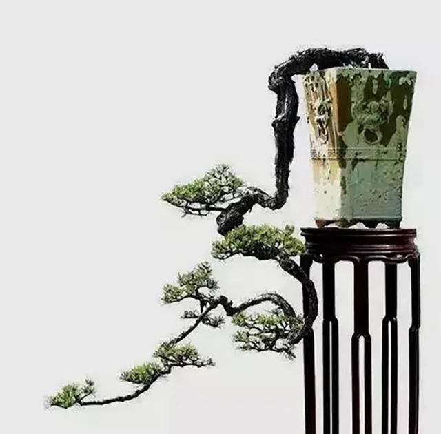  「认知」认知了清明，就懂得了人生！悬崖盆景这样玩才够劲