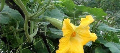  「技巧」南瓜种植技巧多套种不是利润翻倍的关键，新型售卖方式已出