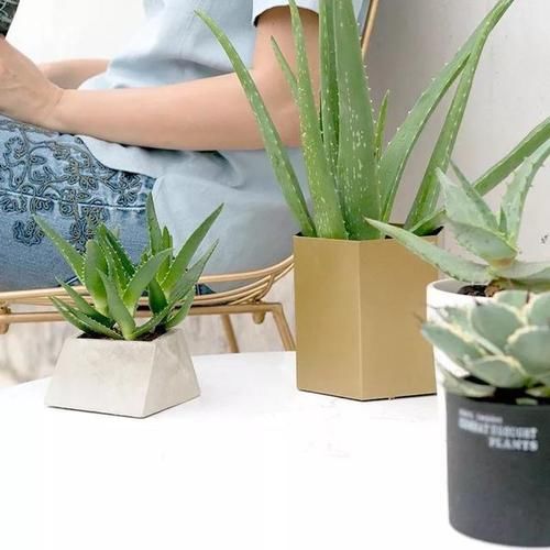 「枝繁叶茂」卧室养3种花,空气好,睡眠好,枝繁叶茂,格调高